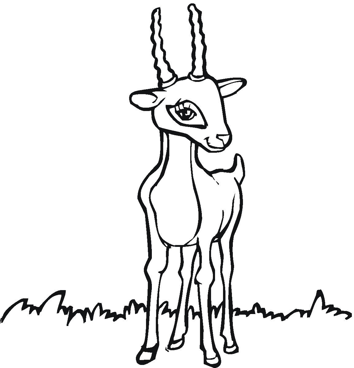 Antylopa, gazela, gnu kolorowanki